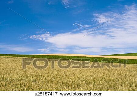 Stock Photo - Wheat field, Hokkaido Prefecture, Japan. Fotosearch