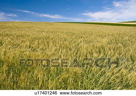 Wheat field, Hokkaido Prefecture, Japan View Large Photo Image Stock Photograph - Wheat field, Hokkaido Prefecture, Japan. Fotosearch