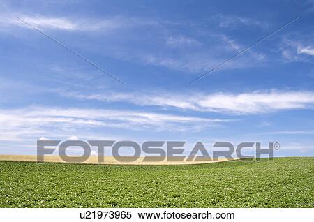 Wheat field, Hokkaido Prefecture, Japan View Large Photo Image Stock Photography - Wheat field, Hokkaido Prefecture, Japan. Fotosearch