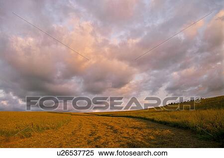 Wheat field, Hokkaido Prefecture, Japan View Large Photo Image Stock Photography - Wheat field, Hokkaido Prefecture, Japan. Fotosearch