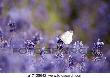 White Butterfly on lavender, Hokkaido Prefecture, Japan View Large Photo Image Stock Image - White Butterfly on lavender, Hokkaido Prefecture, Japan. Fotosearch