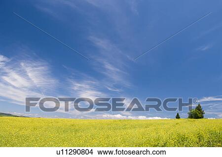 White mustard field, Hokkaido Prefecture, Japan View Large Photo Image Picture - White mustard field, Hokkaido Prefecture, Japan. Fotosearch