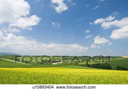 White mustard field, Hokkaido Prefecture, Japan View Large Photo Image Picture - White mustard field, Hokkaido Prefecture, Japan. Fotosearch