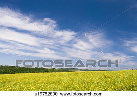 White mustard field, Hokkaido Prefecture, Japan View Large Photo Image Stock Image - White mustard field, Hokkaido Prefecture, Japan. Fotosearch