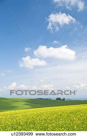 White mustard field, Hokkaido Prefecture, Japan View Large Photo Image Stock Photo - White mustard field, Hokkaido Prefecture, Japan. Fotosearch