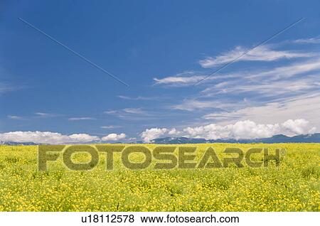 Stock Photo - White mustard field, Hokkaido Prefecture, Japan. Fotosearch