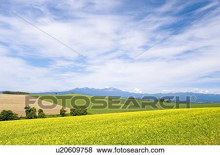 White mustard field, Hokkaido Prefecture, Japan View Large Photo Image Stock Photo - White mustard field, Hokkaido Prefecture, Japan. Fotosearch