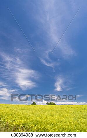 Stock Photo - White mustard field, Hokkaido Prefecture, Japan. Fotosearch