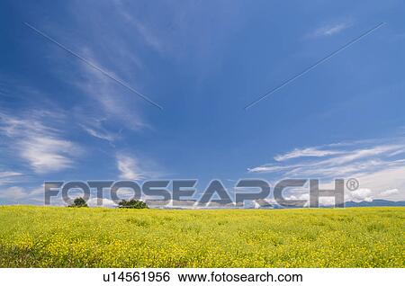 Stock Photograph - White mustard field, Hokkaido Prefecture, Japan. Fotosearch