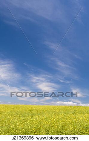 Stock Photograph - White mustard field, Hokkaido Prefecture, Japan. Fotosearch