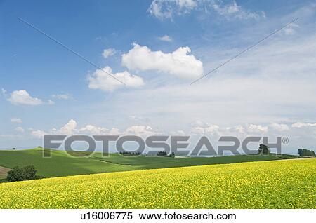 White mustard field, Hokkaido Prefecture, Japan View Large Photo Image Stock Photography - White mustard field, Hokkaido Prefecture, Japan. Fotosearch