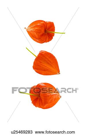Winter Cherries View Large Photo Image Stock Image - Winter Cherries. Fotosearch