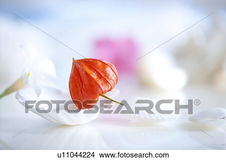 Picture - Winter Cherry on Sea Shell. Fotosearch
