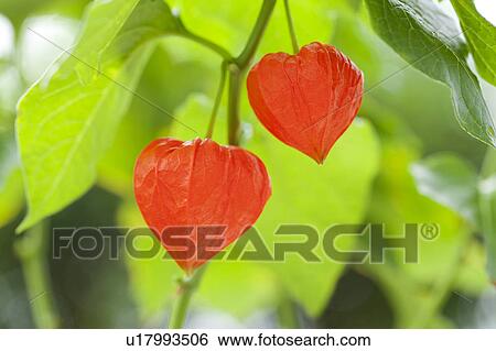 Winter Cherry View Large Photo Image Stock Photograph - Winter Cherry. Fotosearch