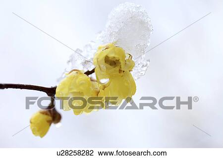 Stock Image - Wintersweet (Chimonanthus praecox). Fotosearch