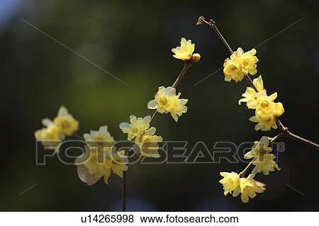 Stock Photo - Wintersweet (Chimonanthus praecox). Fotosearch
