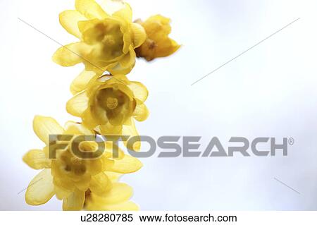 Wintersweet (Chimonanthus praecox) View Large Photo Image Stock Photography - Wintersweet (Chimonanthus praecox). Fotosearch