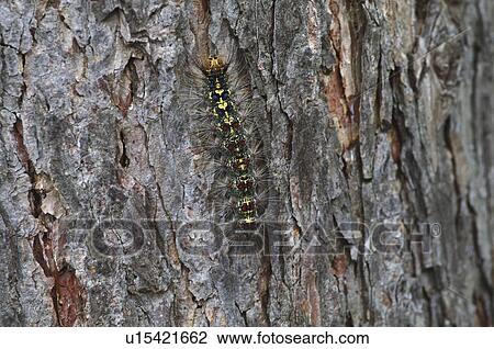 Woolly Bear View Large Photo Image Stock Image - Woolly Bear. Fotosearch