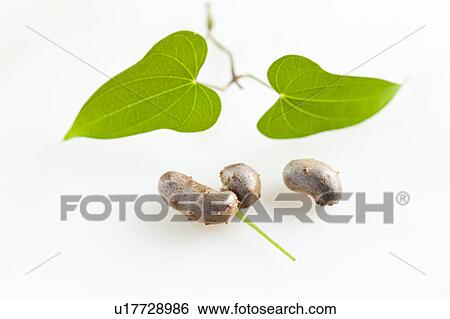 Yam Propagate View Large Photo Image Stock Photograph - Yam Propagate. Fotosearch