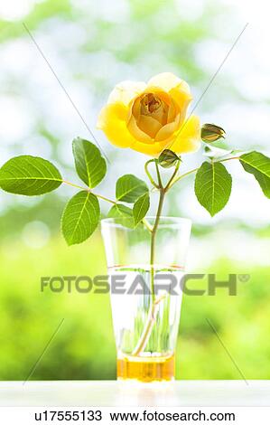 Yellow rose in a glass View Large Photo Image Stock Image - Yellow rose in a glass. Fotosearch