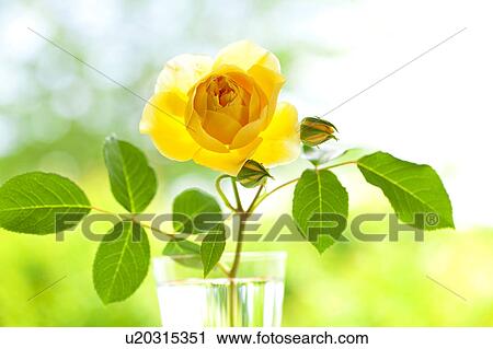 Stock Image - Yellow rose in a glass. Fotosearch