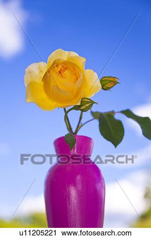 Yellow rose in a vase View Large Photo Image Stock Image - Yellow rose in a vase. Fotosearch