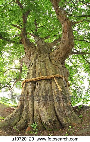 Zelkova Tree View Large Photo Image Stock Photo - Zelkova Tree. Fotosearch