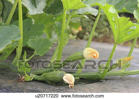 Zucchini, Chiba Prefecture, Honshu, Japan View Large Photo Image Stock Image - Zucchini, Chiba Prefecture, Honshu, Japan. Fotosearch