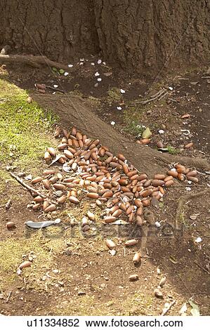 Stock Image - Acorns on the ground, Tokyo Prefecture, Honshu, Japan. Fotosearch