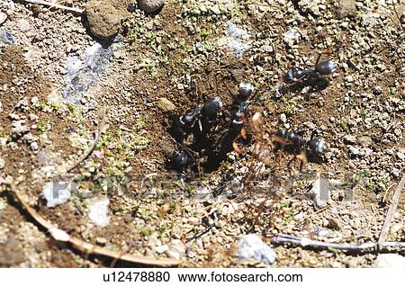 Ants going into their nest, Hokkaido Prefecture, Japan View Large Photo Image Stock Image - Ants going into their nest, Hokkaido Prefecture, Japan. Fotosearch