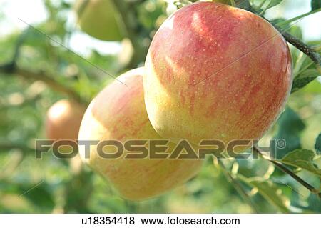 Apples View Large Photo Image Stock Photo - Apples. Fotosearch
