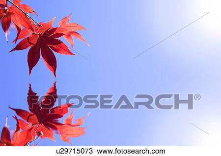 Stock Image - Autumnal Leaves. Fotosearch