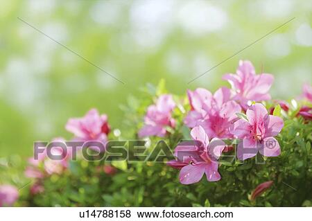 Stock Photo - Azalea Flowers. Fotosearch