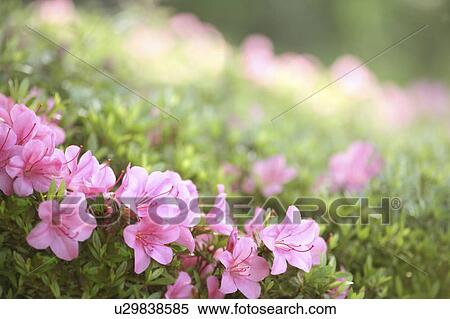 Stock Photography - Azalea Flowers. Fotosearch