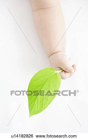Stock Photograph - Baby holding a leaf. Fotosearch