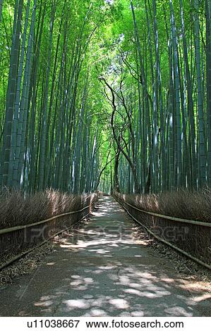 Bamboo grove, Kyoto Prefecture, Honshu, Japan View Large Photo Image Stock Photo - Bamboo grove, Kyoto Prefecture, Honshu, Japan. Fotosearch