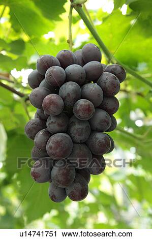 Black Grapes View Large Photo Image Stock Image - Black Grapes. Fotosearch