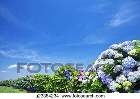 Picture - Blue Sky Over Hydrangea Flowers. Fotosearch