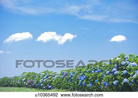 Blue Sky Over Hydrangea Flowers View Large Photo Image Stock Image - Blue Sky Over Hydrangea Flowers. Fotosearch