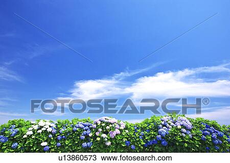 Blue Sky Over Hydrangea Flowers View Large Photo Image Stock Image - Blue Sky Over Hydrangea Flowers. Fotosearch