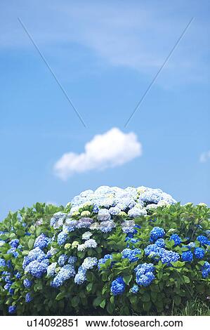 Blue Sky Over Hydrangea Flowers View Large Photo Image Stock Image - Blue Sky Over Hydrangea Flowers. Fotosearch