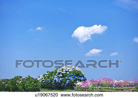 Blue Sky Over Hydrangea Flowers View Large Photo Image Stock Image - Blue Sky Over Hydrangea Flowers. Fotosearch