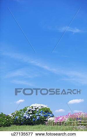 Stock Photo - Blue Sky Over Hydrangea Flowers. Fotosearch