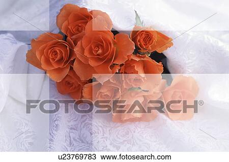 Bouquet of orange roses View Large Photo Image Stock Image - Bouquet of orange roses. Fotosearch
