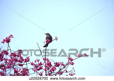 Stock Image - Brown-eared bulbul ( Hypsipetes amaurotis) on cherry tree, Tokyo Prefecture, Japan. Fotosearch