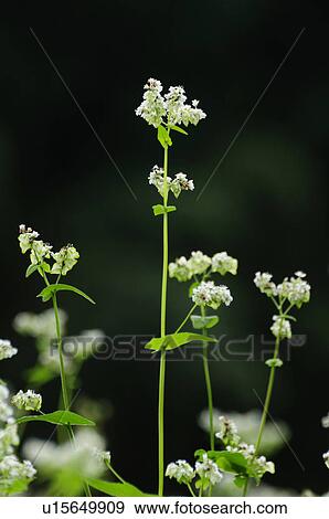 Stock Photo - Buckwheat flowers, Chiba Prefecture, Japan. Fotosearch