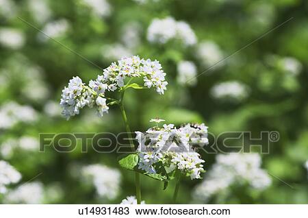 Buckwheat flowers, Hokkaido Prefecture, Japan View Large Photo Image Stock Image - Buckwheat flowers, Hokkaido Prefecture, Japan. Fotosearch