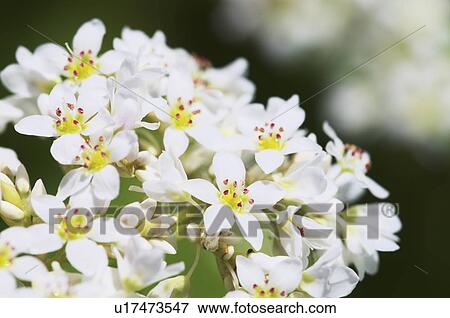 Buckwheat flowers, Hokkaido Prefecture, Japan View Large Photo Image Stock Photo - Buckwheat flowers, Hokkaido Prefecture, Japan. Fotosearch