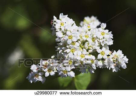 Stock Photo - Buckwheat flowers, Hokkaido Prefecture, Japan. Fotosearch