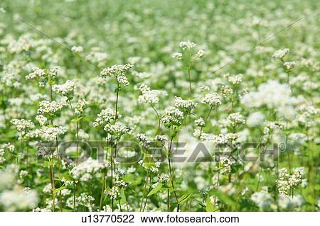 Buckwheat Flowers View Large Photo Image Stock Image - Buckwheat Flowers. Fotosearch